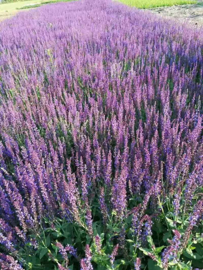 鼠尾草自产自销地被鼠尾草种植基地80万