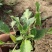 鼠尾草自产自销地被鼠尾草种植基地80万