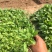 鼠尾草自产自销地被鼠尾草种植基地80万