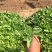 鼠尾草自产自销地被鼠尾草种植基地80万