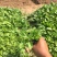 鼠尾草自产自销地被鼠尾草种植基地80万
