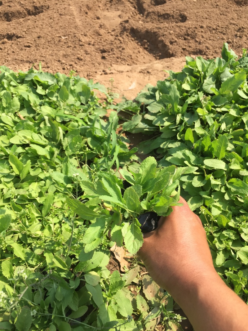 鼠尾草自产自销地被鼠尾草种植基地80万