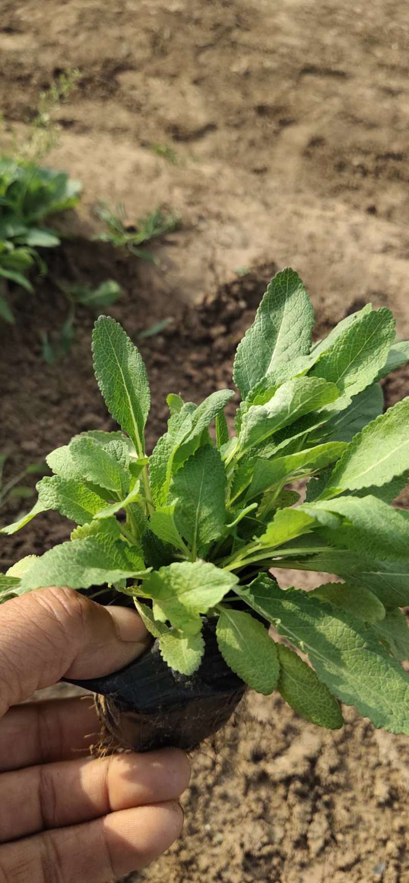 鼠尾草自产自销地被鼠尾草种植基地80万