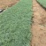 地被石竹种植基地自产自销地被石竹50万。