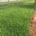 地被石竹种植基地自产自销地被石竹50万。