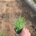 地被石竹种植基地自产自销地被石竹50万。