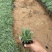 地被石竹种植基地自产自销地被石竹50万。