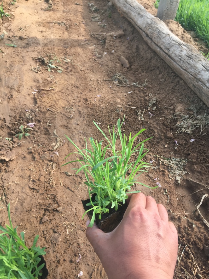 常夏石竹种植基地。常夏石竹自产自销。青州常夏石竹