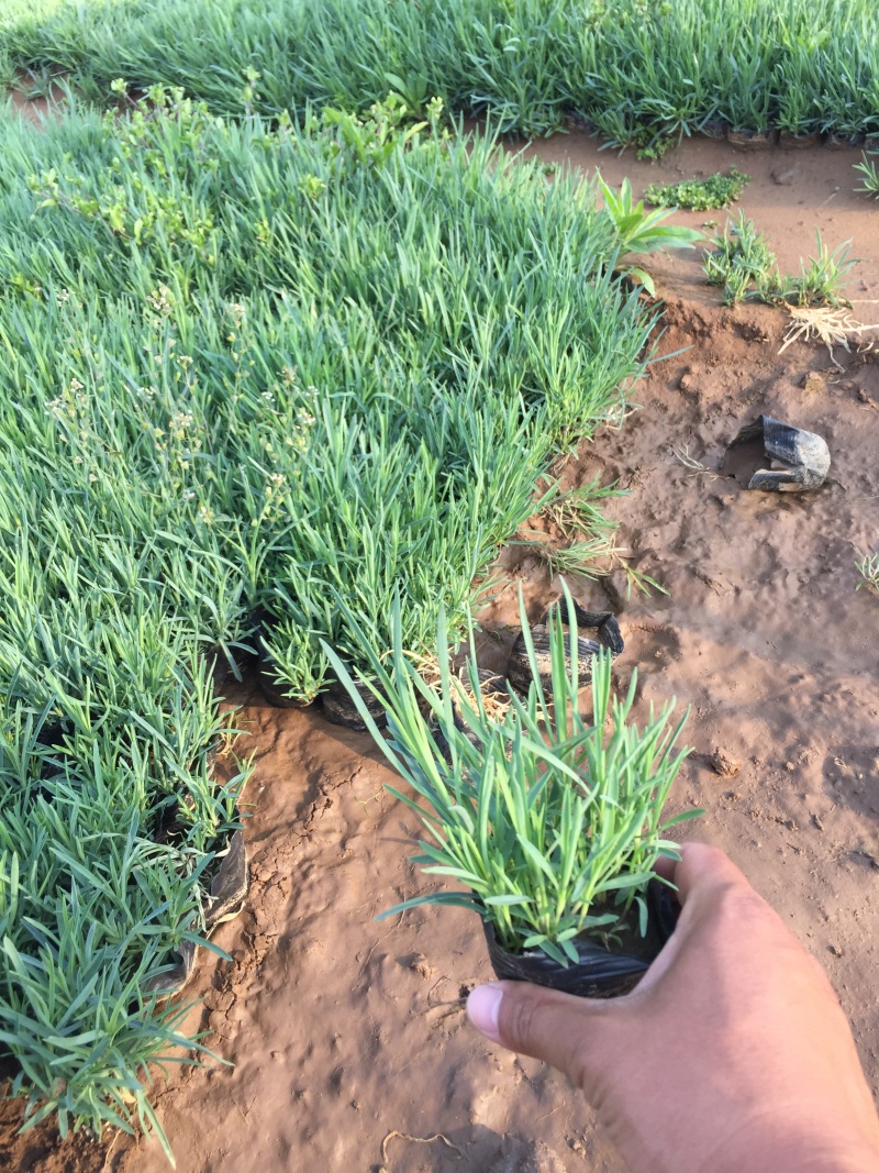 常夏石竹种植基地。常夏石竹自产自销。青州常夏石竹