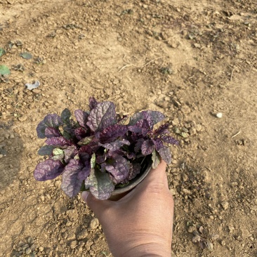 玫红筋骨草自产自销60万玫红筋骨草种植基地