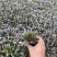 玫红筋骨草自产自销60万玫红筋骨草种植基地