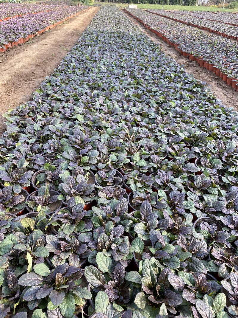 玫红筋骨草自产自销60万玫红筋骨草种植基地