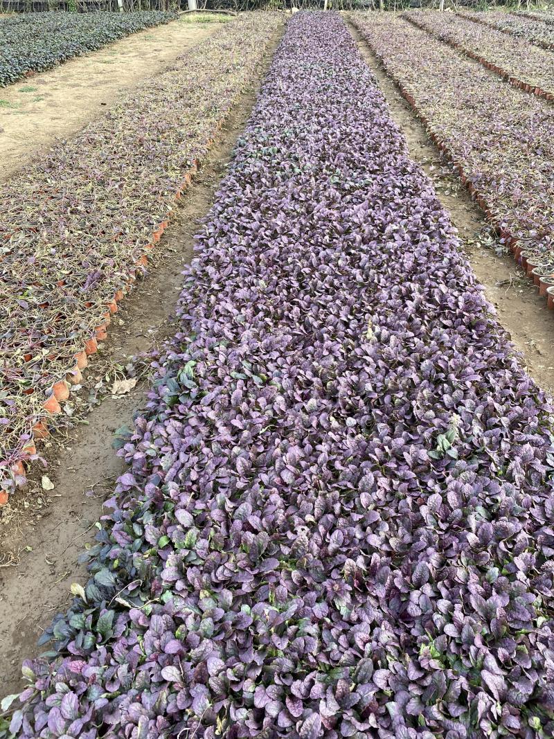 玫红筋骨草自产自销60万玫红筋骨草种植基地