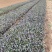 玫红筋骨草自产自销60万玫红筋骨草种植基地