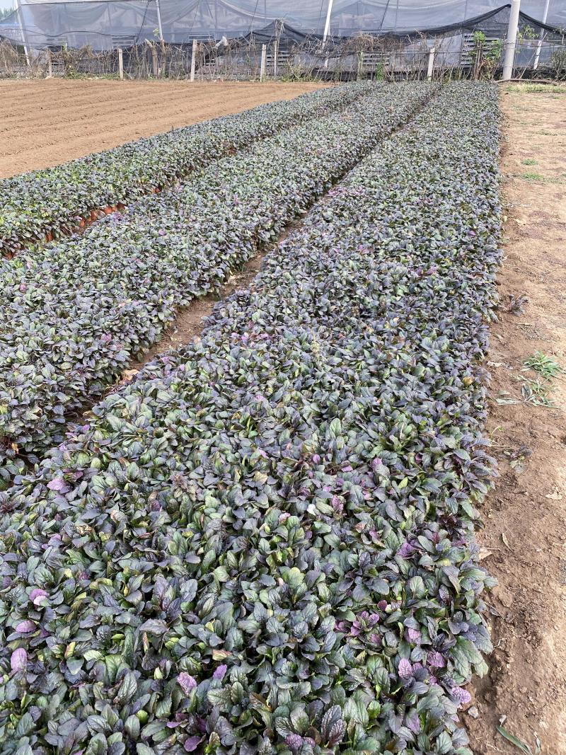 玫红筋骨草自产自销60万玫红筋骨草种植基地