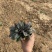 玫红筋骨草自产自销60万玫红筋骨草种植基地