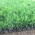 五彩石竹种植基地青州五彩石竹自产自销60万低价处理