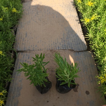 三七景天自产自销三七景天种植基地三七景天80万