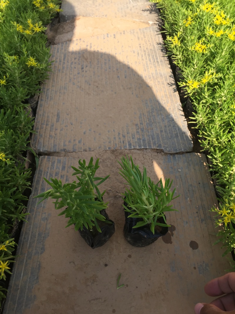 三七景天自产自销三七景天种植基地三七景天80万