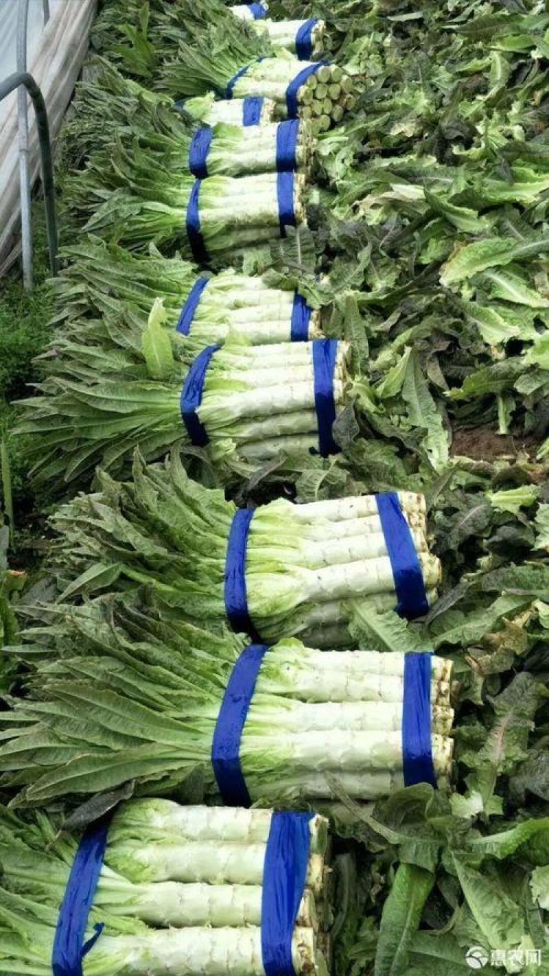 【热销】莴笋莴苣代办批发全国销售量大价优欢迎咨询