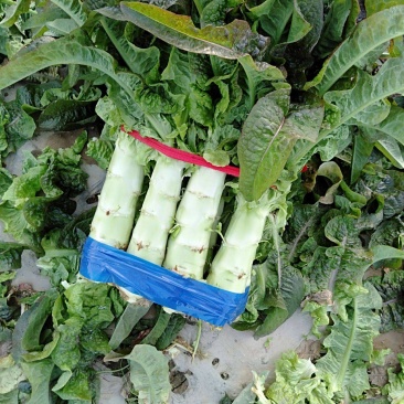 【热销】莴笋莴苣代办批发全国销售量大价优欢迎咨询