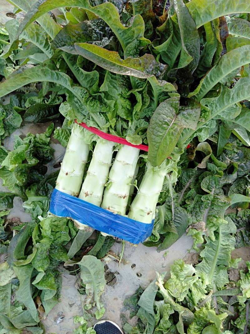 【热销】莴笋莴苣代办批发全国销售量大价优欢迎咨询