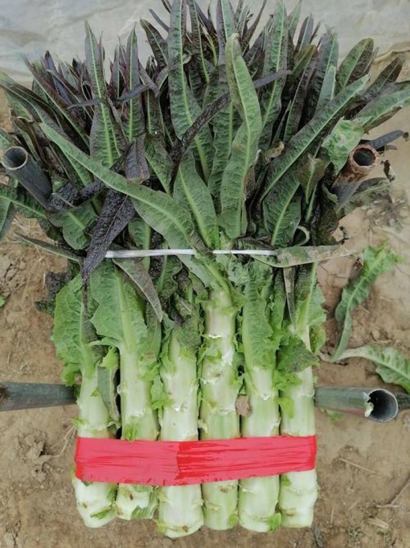 【热销】莴笋莴苣代办批发全国销售量大价优欢迎咨询