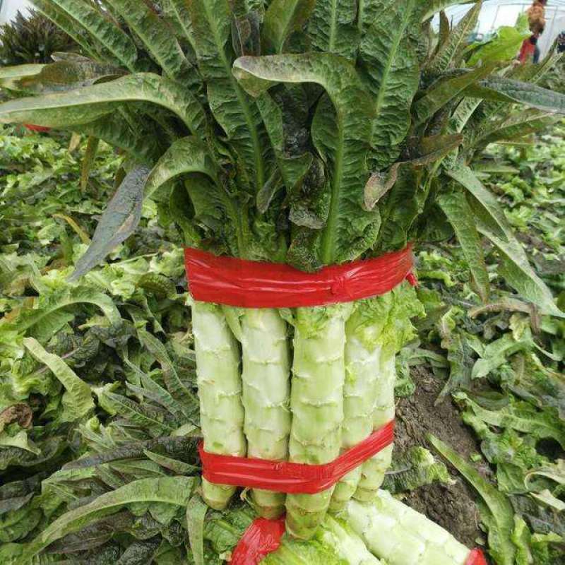 【热销】莴笋莴苣代办批发全国销售量大价优欢迎咨询
