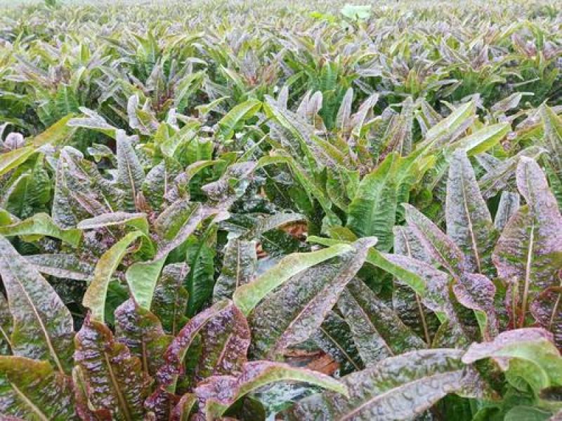 【热销】莴笋莴苣代办批发全国销售量大价优欢迎咨询