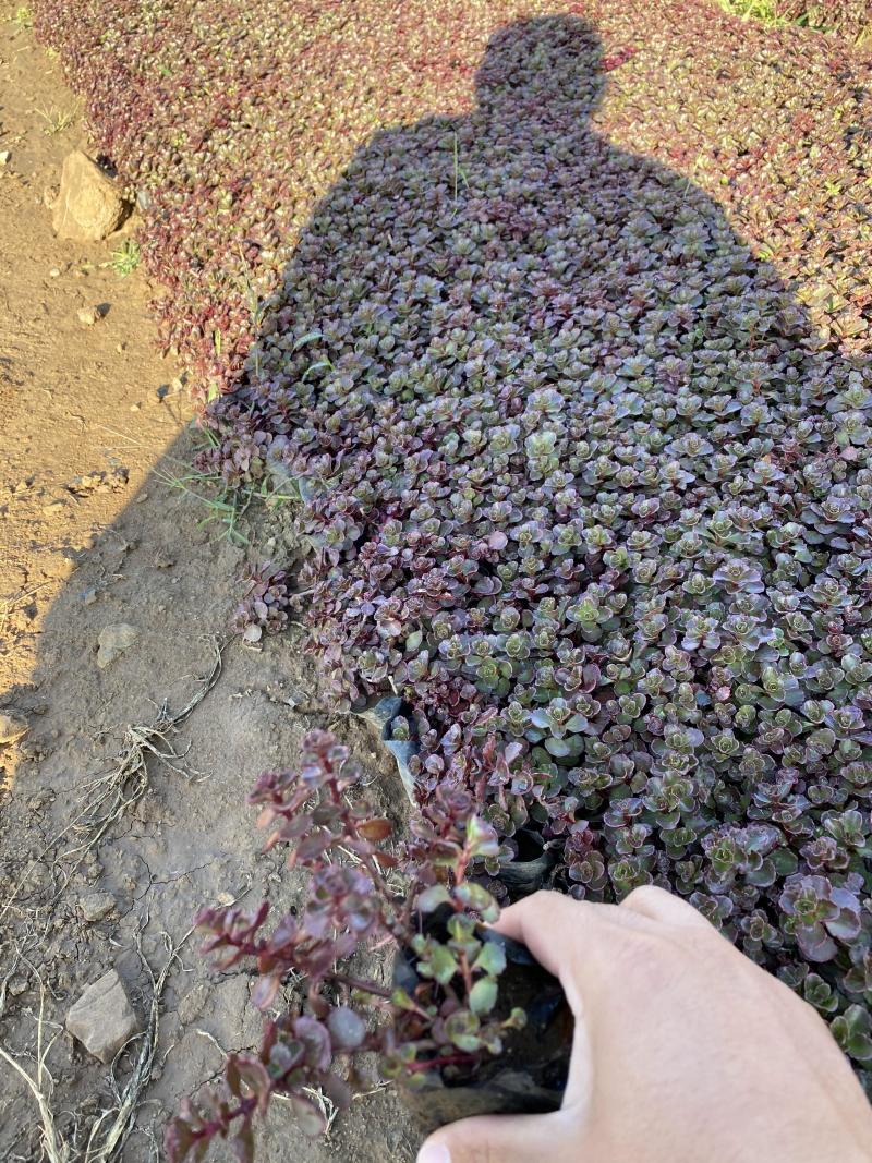 红叶景天种植基地红叶景天自产自销80万红叶景天