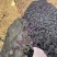 红叶景天种植基地红叶景天自产自销80万红叶景天