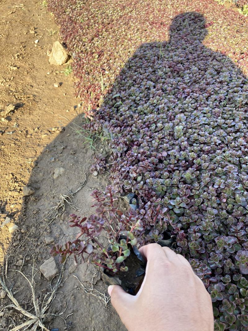 红叶景天种植基地红叶景天自产自销80万红叶景天