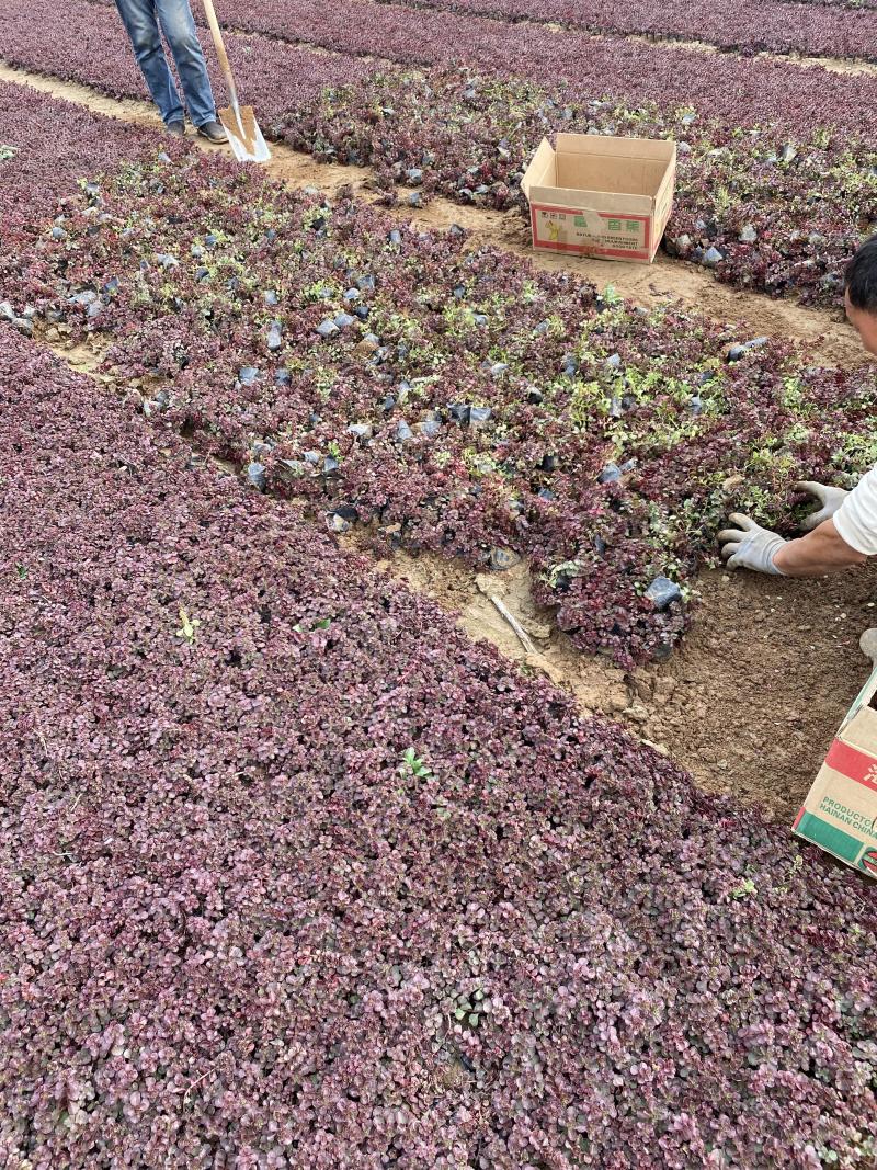 红叶景天种植基地红叶景天自产自销80万红叶景天