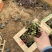 红叶景天种植基地红叶景天自产自销80万红叶景天