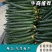 山东黄瓜质量好，价格低，包装精美物流便捷欢迎大家采购