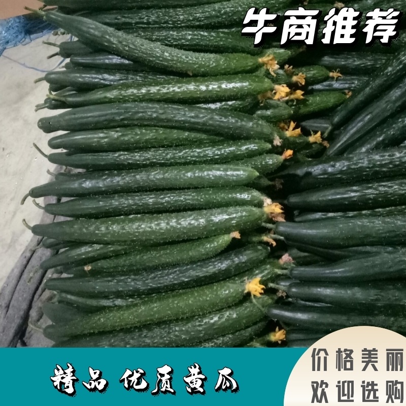 山东黄瓜质量好，价格低，包装精美物流便捷欢迎大家采购