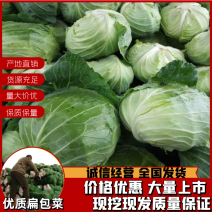 扁包菜，甘蓝，湖北扁包菜，湖北甘蓝2~3公斤精品