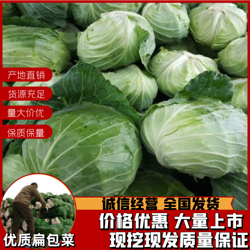 扁包菜，甘蓝，湖北扁包菜，湖北甘蓝2~3公斤精品