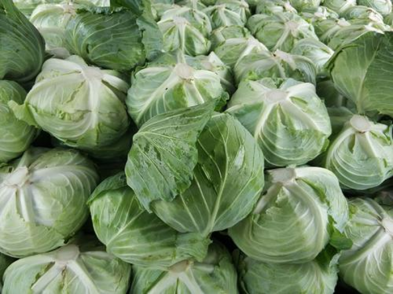 扁包菜，甘蓝，湖北扁包菜，湖北甘蓝2~3公斤精品