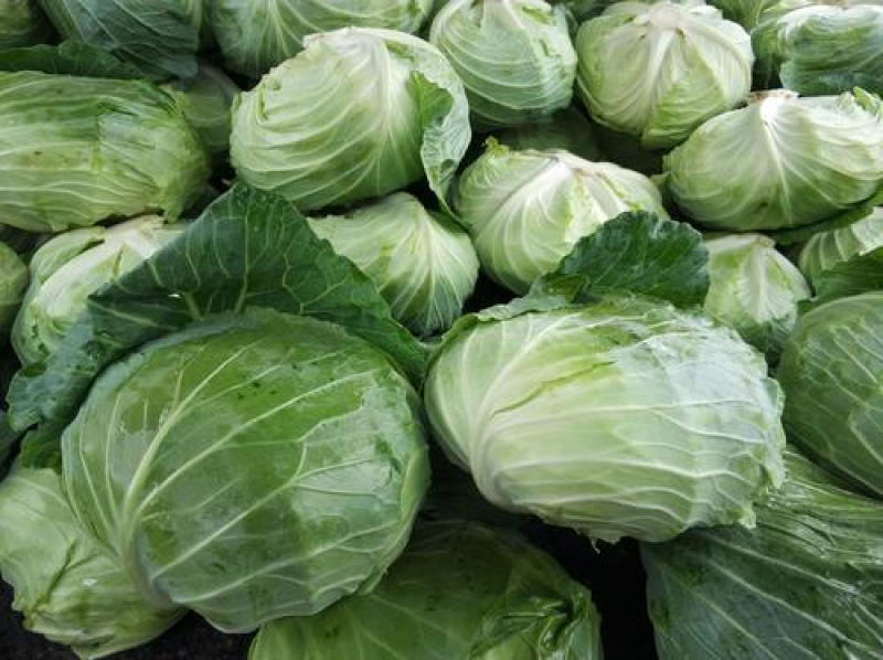 扁包菜，甘蓝，湖北扁包菜，湖北甘蓝2~3公斤精品