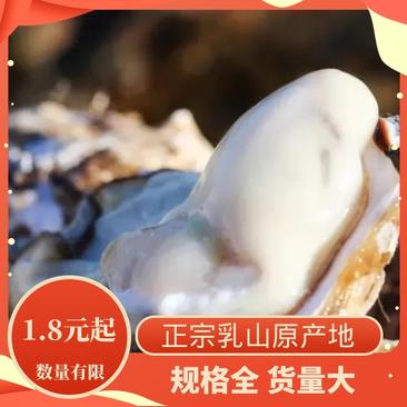 【乳山生蚝】小豆一手货源水产海蛎子产地直发欢迎咨询