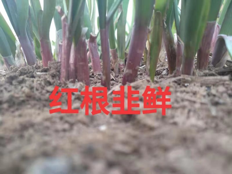 韭菜种子【红根韭鲜】韭菜籽株型宽大肥厚叶片直立叶尖椭圆