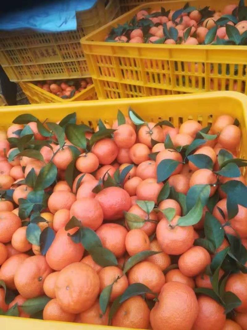 【新春特惠】精品柑橘广东砂糖橘甜蜜多汁入口化渣新鲜采摘