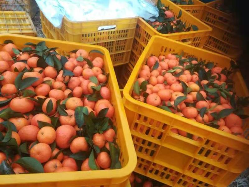 【新春特惠】精品柑橘广东砂糖橘甜蜜多汁入口化渣新鲜采摘
