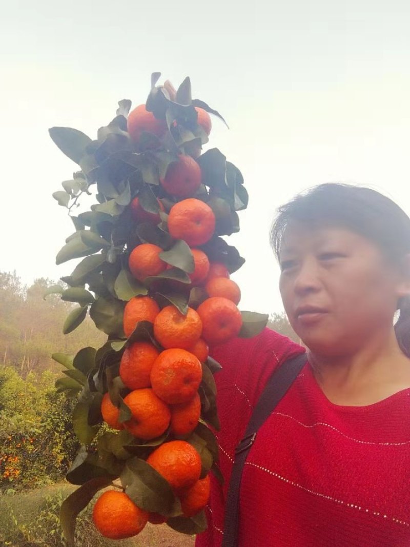 【新春特惠】精品柑橘广东砂糖橘甜蜜多汁入口化渣新鲜采摘