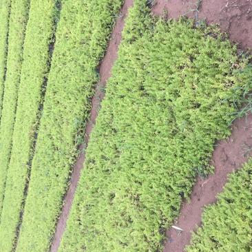 垂盆草自产自销垂盆草种植基地垂盆草营养钵苗60万