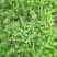 垂盆草自产自销垂盆草种植基地垂盆草营养钵苗60万