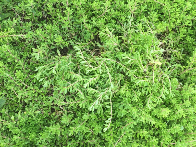 垂盆草自产自销垂盆草种植基地垂盆草营养钵苗60万