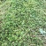垂盆草自产自销垂盆草种植基地垂盆草营养钵苗60万