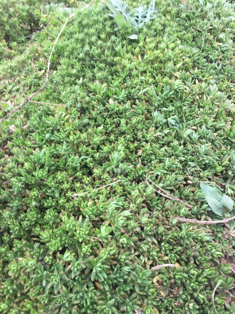 垂盆草自产自销垂盆草种植基地垂盆草营养钵苗60万
